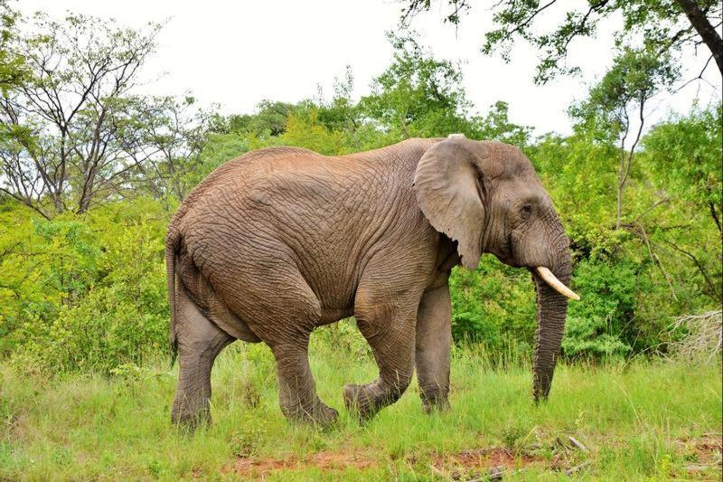 Bushtime Mabula Apartment Mabula Game Reserve Екстериор снимка